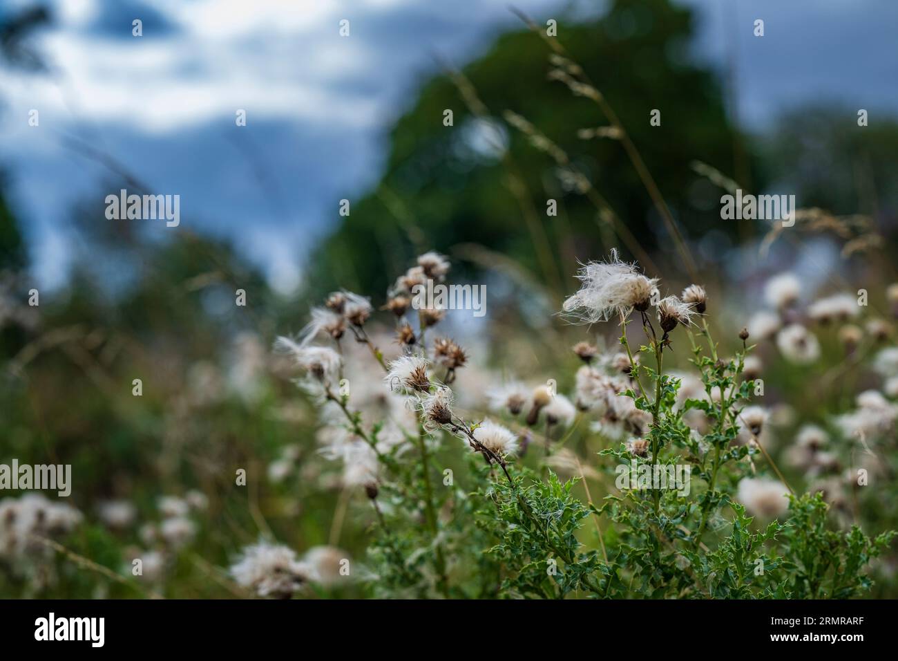 Une parcelle de Milk Thistle, avec des graines de thistledown, sur un bord de champ au début de l'automne Banque D'Images