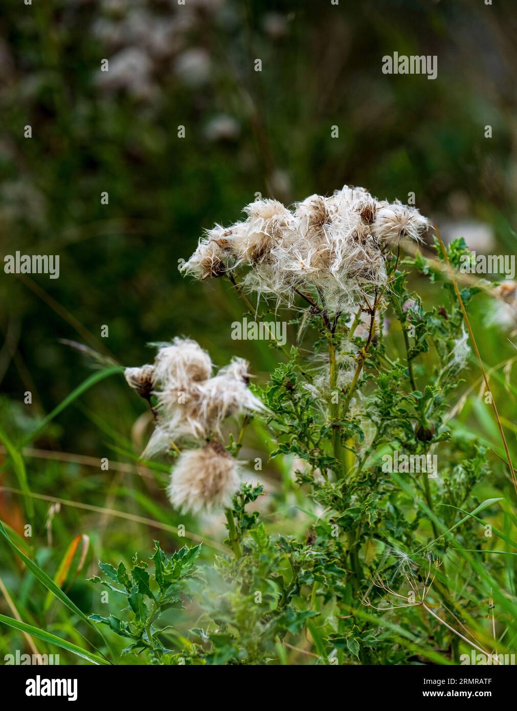Une parcelle de Milk Thistle, avec des graines de thistledown, sur un bord de champ au début de l'automne Banque D'Images