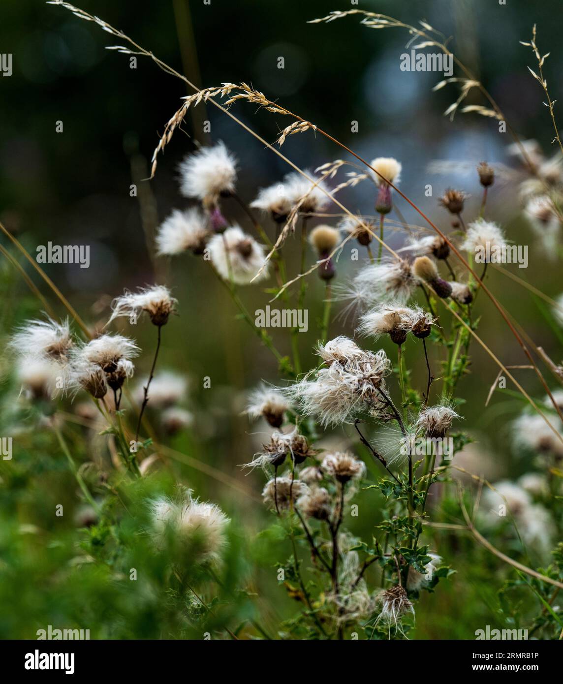Une parcelle de Milk Thistle, avec des graines de thistledown, sur un bord de champ au début de l'automne Banque D'Images