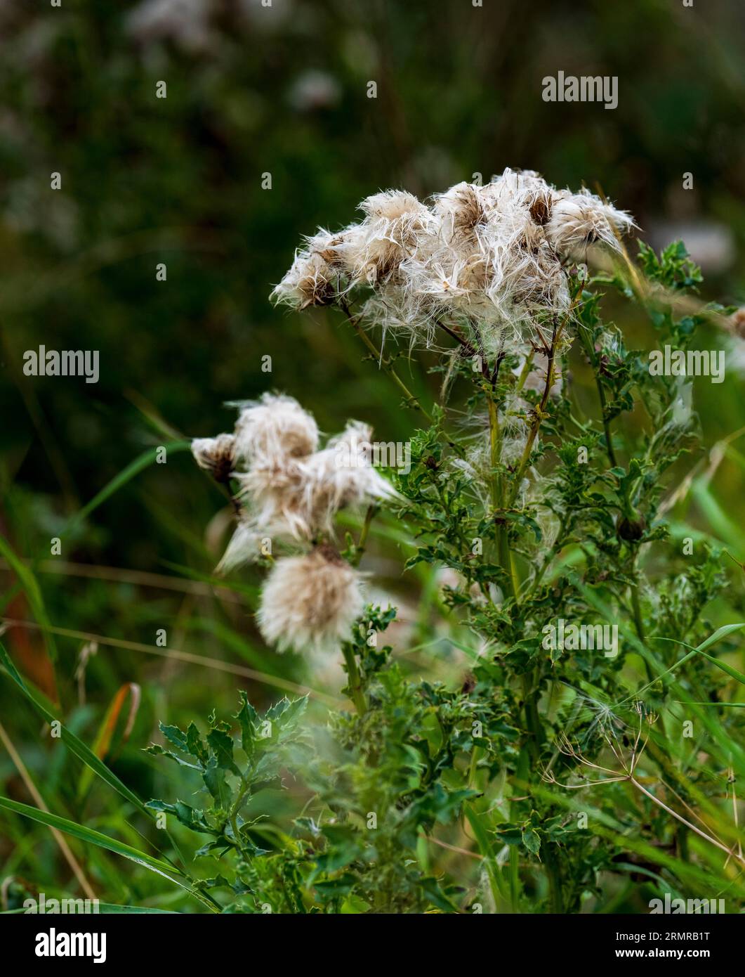 Une parcelle de Milk Thistle, avec des graines de thistledown, sur un bord de champ au début de l'automne Banque D'Images