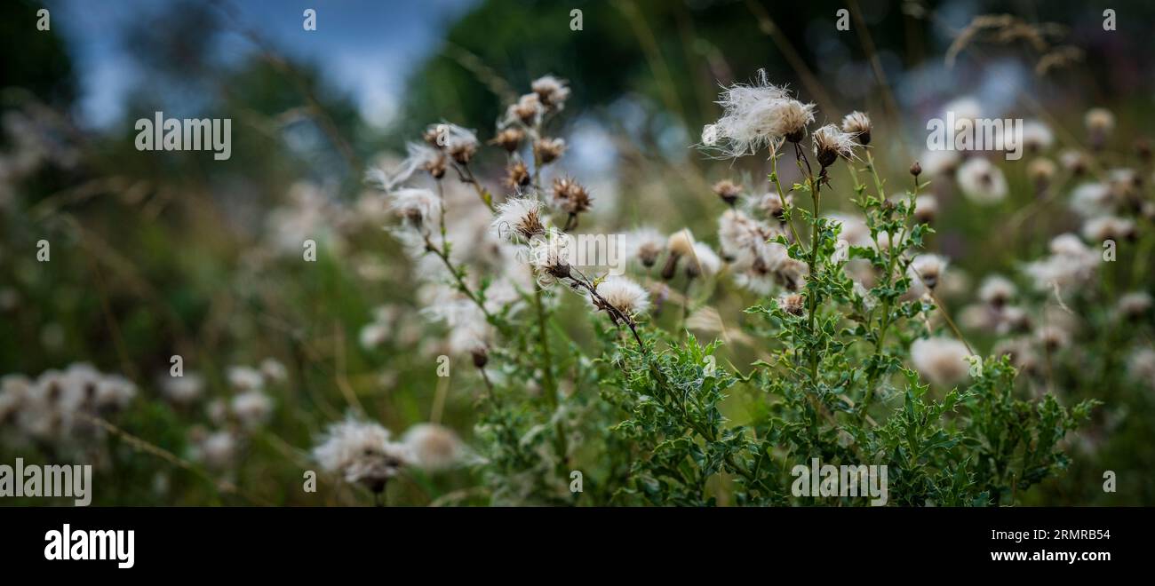 Une parcelle de Milk Thistle, avec des graines de thistledown, sur un bord de champ au début de l'automne Banque D'Images