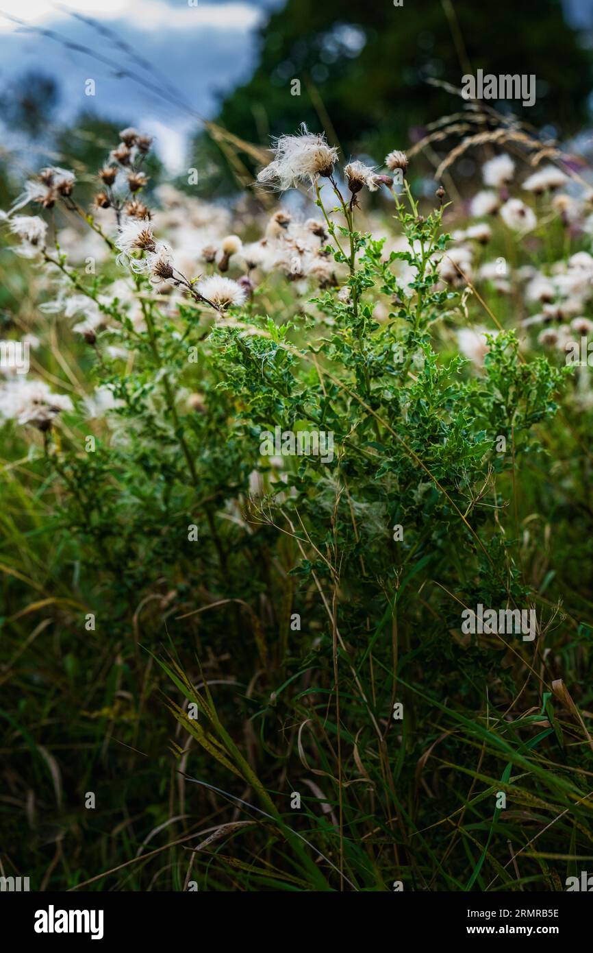 Une parcelle de Milk Thistle, avec des graines de thistledown, sur un bord de champ au début de l'automne Banque D'Images