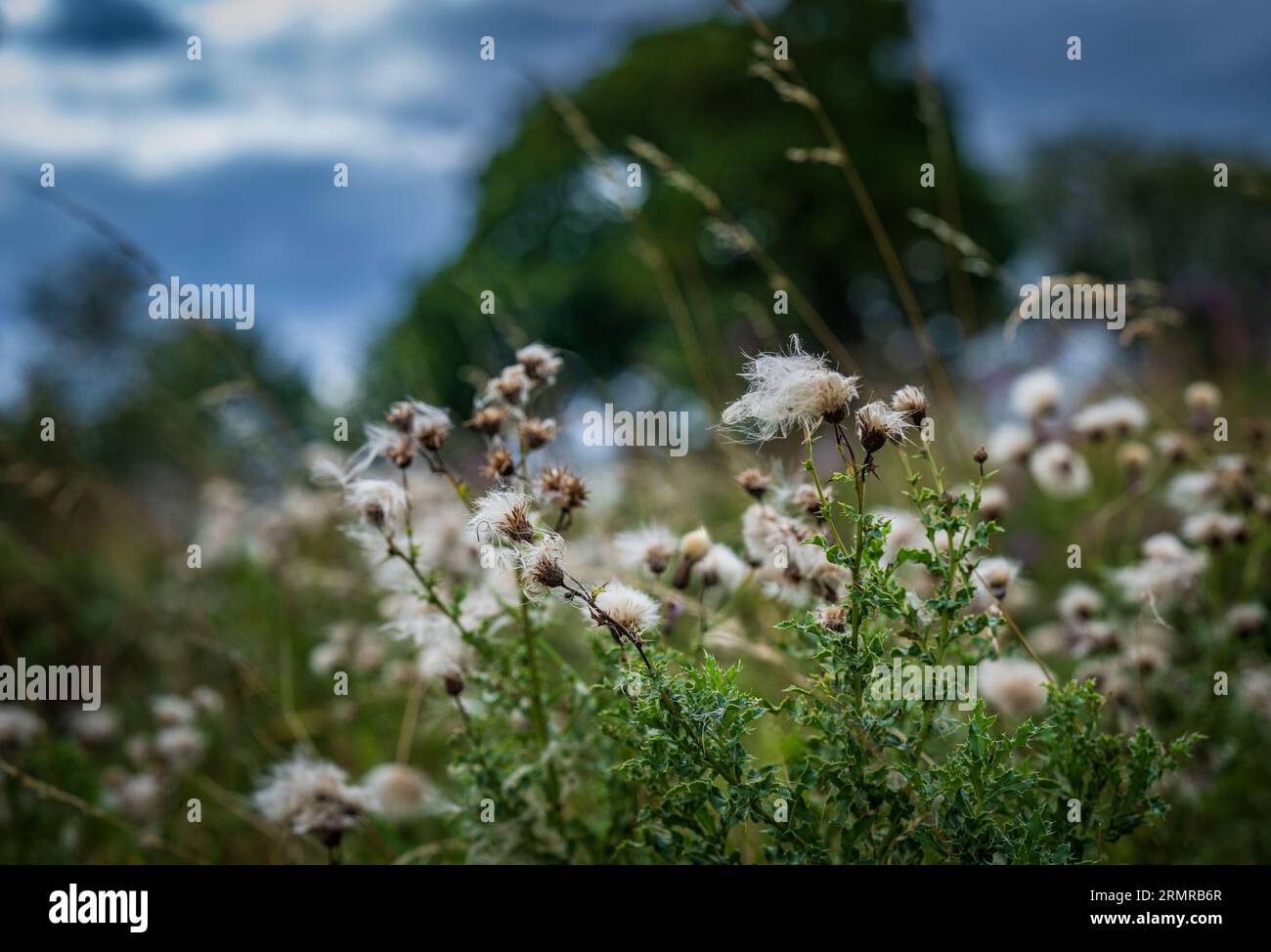 Une parcelle de Milk Thistle, avec des graines de thistledown, sur un bord de champ au début de l'automne Banque D'Images
