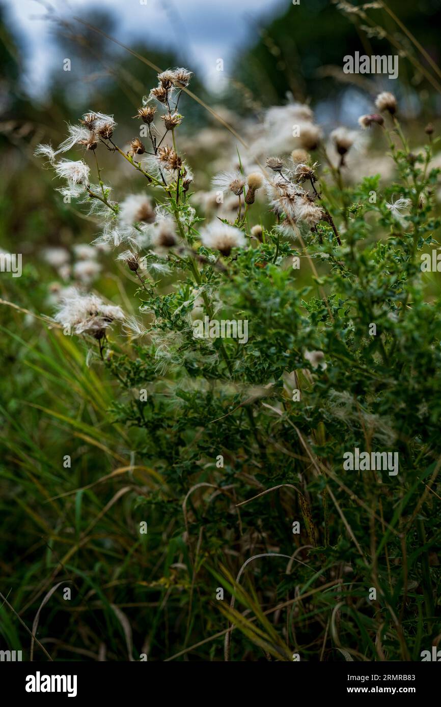 Une parcelle de Milk Thistle, avec des graines de thistledown, sur un bord de champ au début de l'automne Banque D'Images