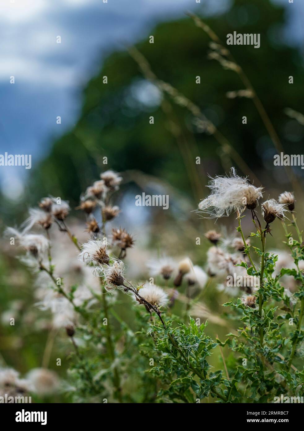 Une parcelle de Milk Thistle, avec des graines de thistledown, sur un bord de champ au début de l'automne Banque D'Images