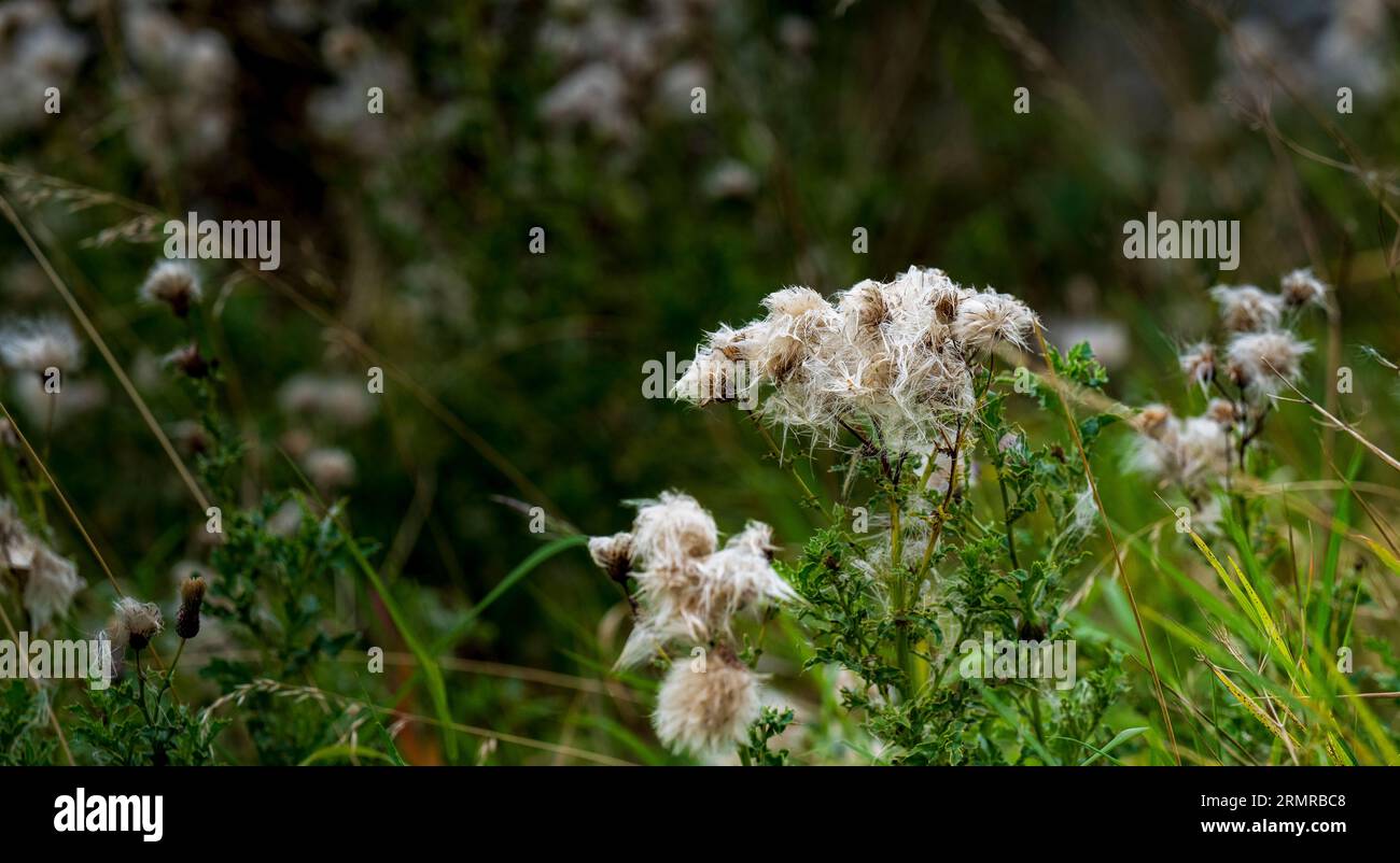 Une parcelle de Milk Thistle, avec des graines de thistledown, sur un bord de champ au début de l'automne Banque D'Images