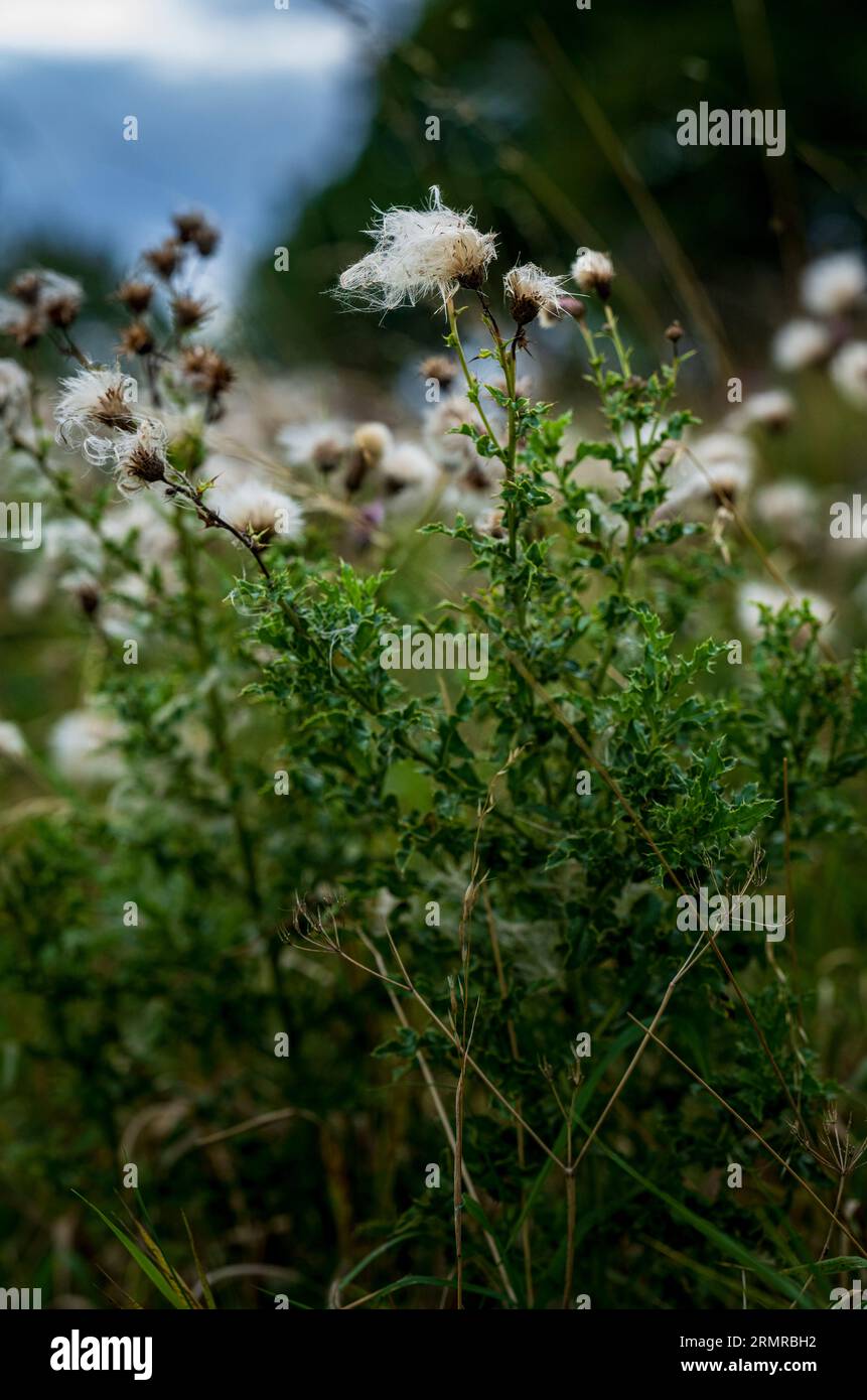 Une parcelle de Milk Thistle, avec des graines de thistledown, sur un bord de champ au début de l'automne Banque D'Images