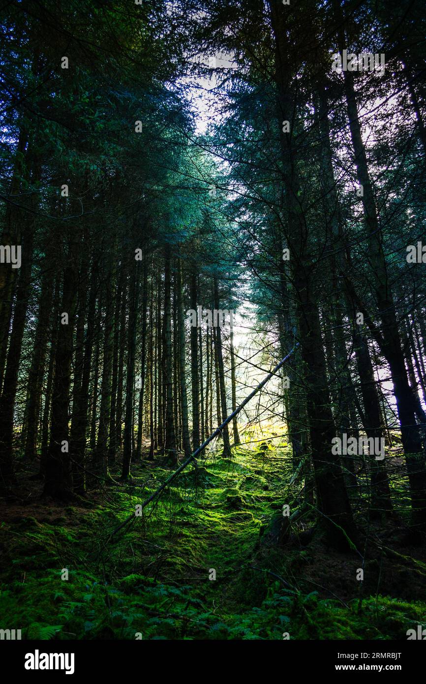 En fin d'après-midi, la lumière du soleil filtre à travers les pins de la forêt au réservoir de Carron Valley dans le Stirlingshire, en Écosse, sombre et mystérieux Banque D'Images