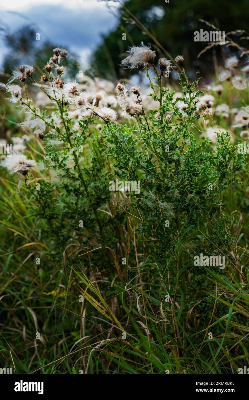 Une parcelle de Milk Thistle, avec des graines de thistledown, sur un bord de champ au début de l'automne Banque D'Images