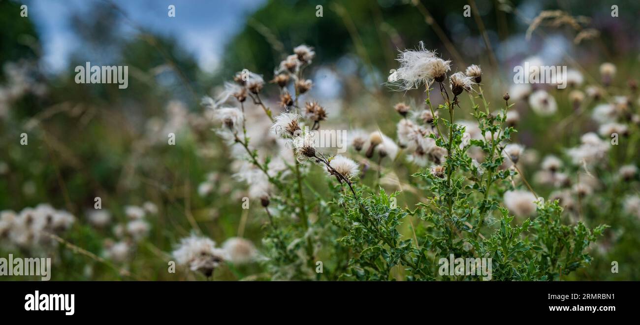 Une parcelle de Milk Thistle, avec des graines de thistledown, sur un bord de champ au début de l'automne Banque D'Images