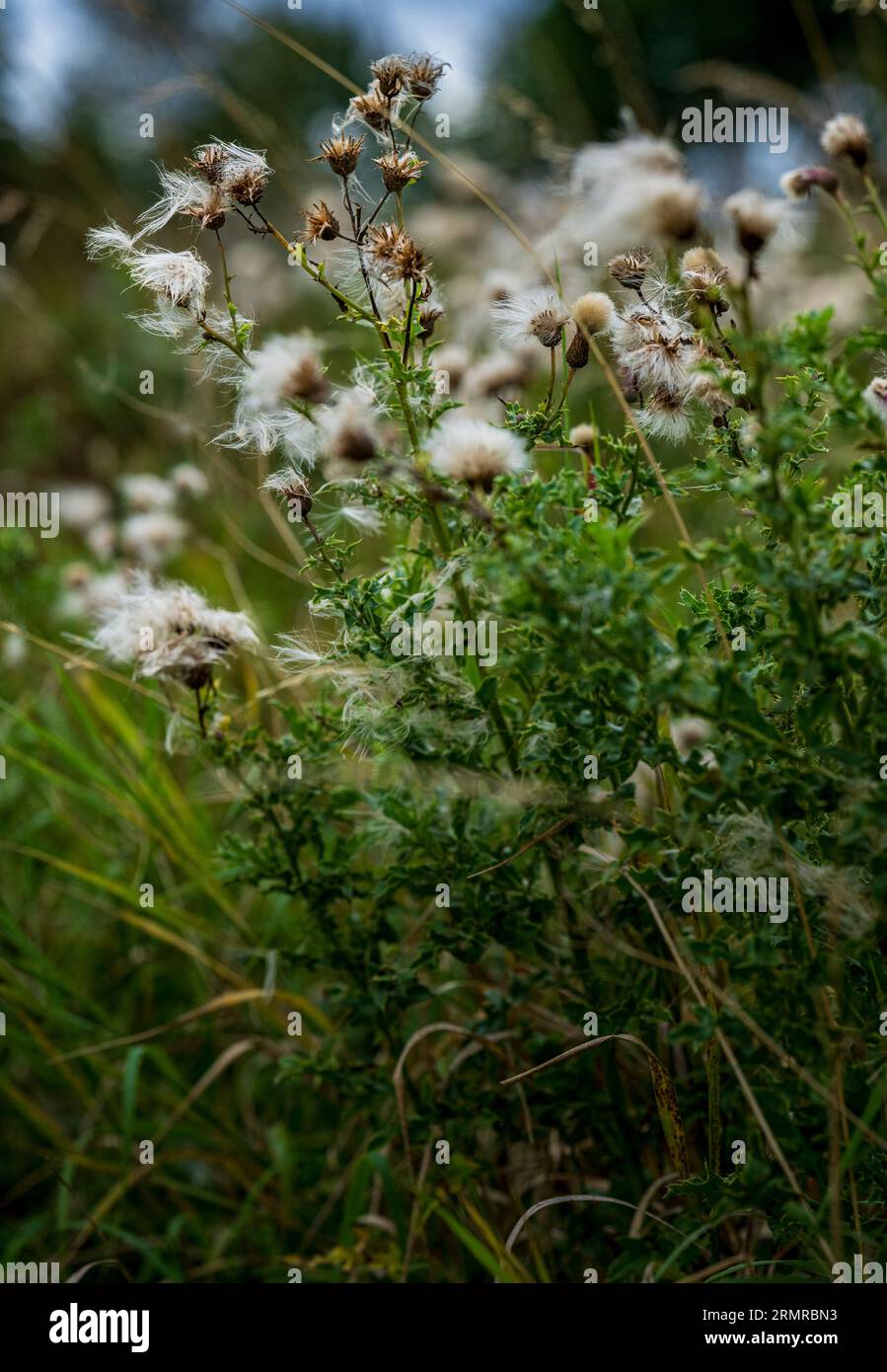 Une parcelle de Milk Thistle, avec des graines de thistledown, sur un bord de champ au début de l'automne Banque D'Images