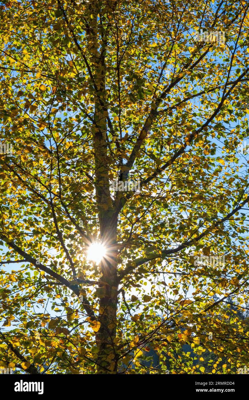 Soleil brillant à travers les branches d'arbres en automne Banque D'Images