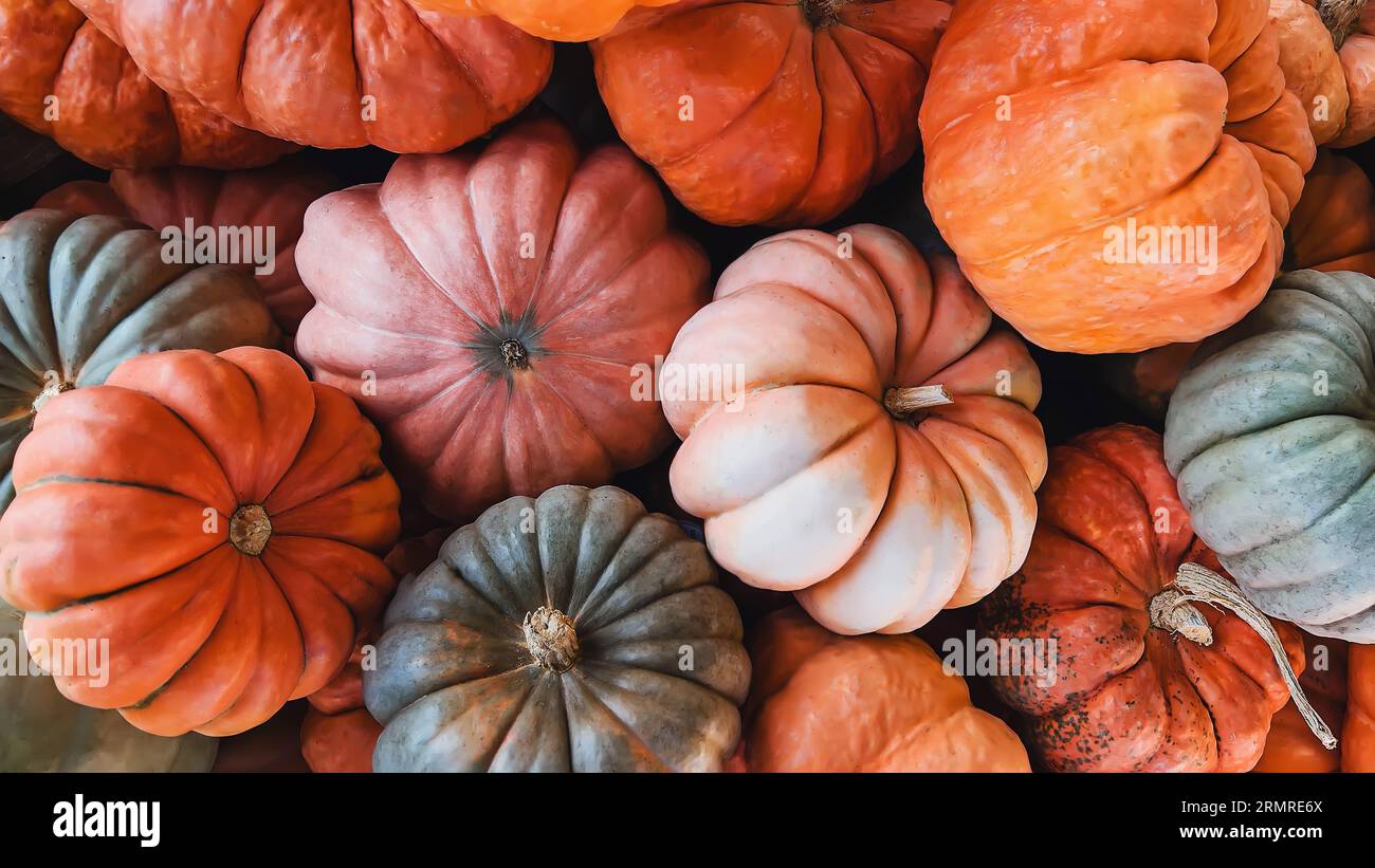 Gros plan de récolte d'automne, fond d'automne avec variété de citrouilles oranges. Banque D'Images