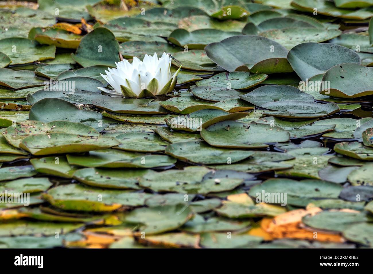 Seerose in einem Teich vom Schlosspark Schönbrunn à Wien Banque D'Images