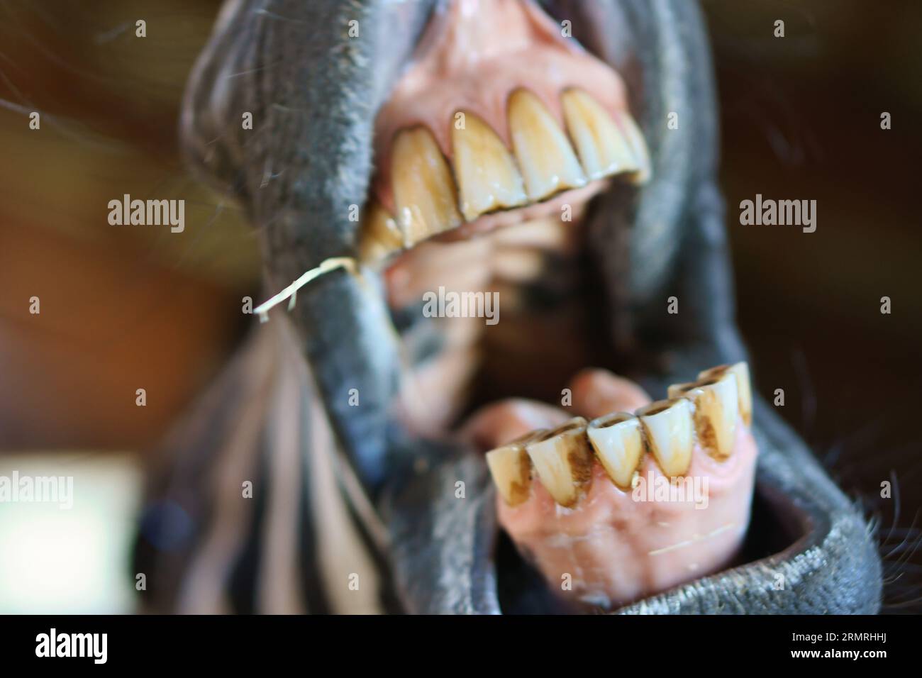 Drôle de photo d'animal. Zebra souriant à la caméra. grand sourire où vous pouvez voir les dents. Photo animale d'un mammifère Banque D'Images