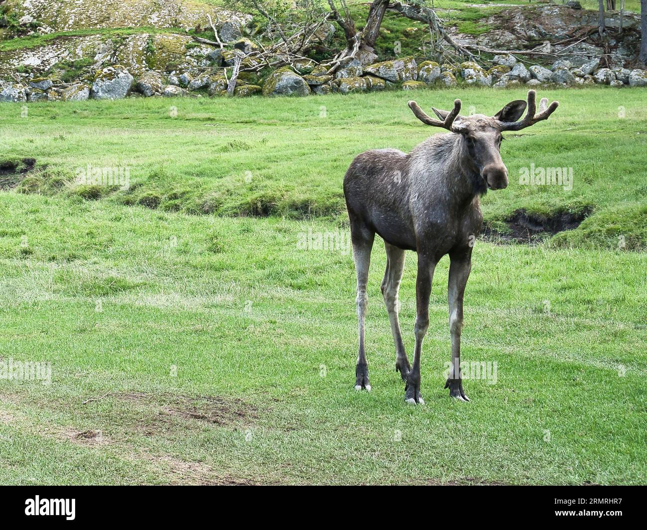 Un orignal sur une prairie verdoyante en Scandinavie. Roi des forêts en Suède. Le plus grand mammifère d'Europe. Photo d'animal Banque D'Images