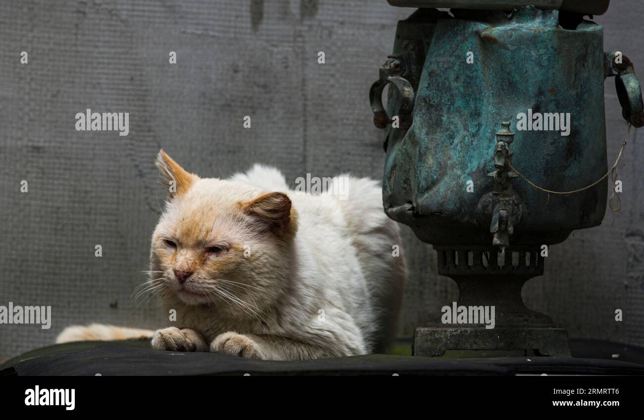 Vieux trucs- un chat blanc âgé, près d'un samovar cassé, couvert de patine Banque D'Images