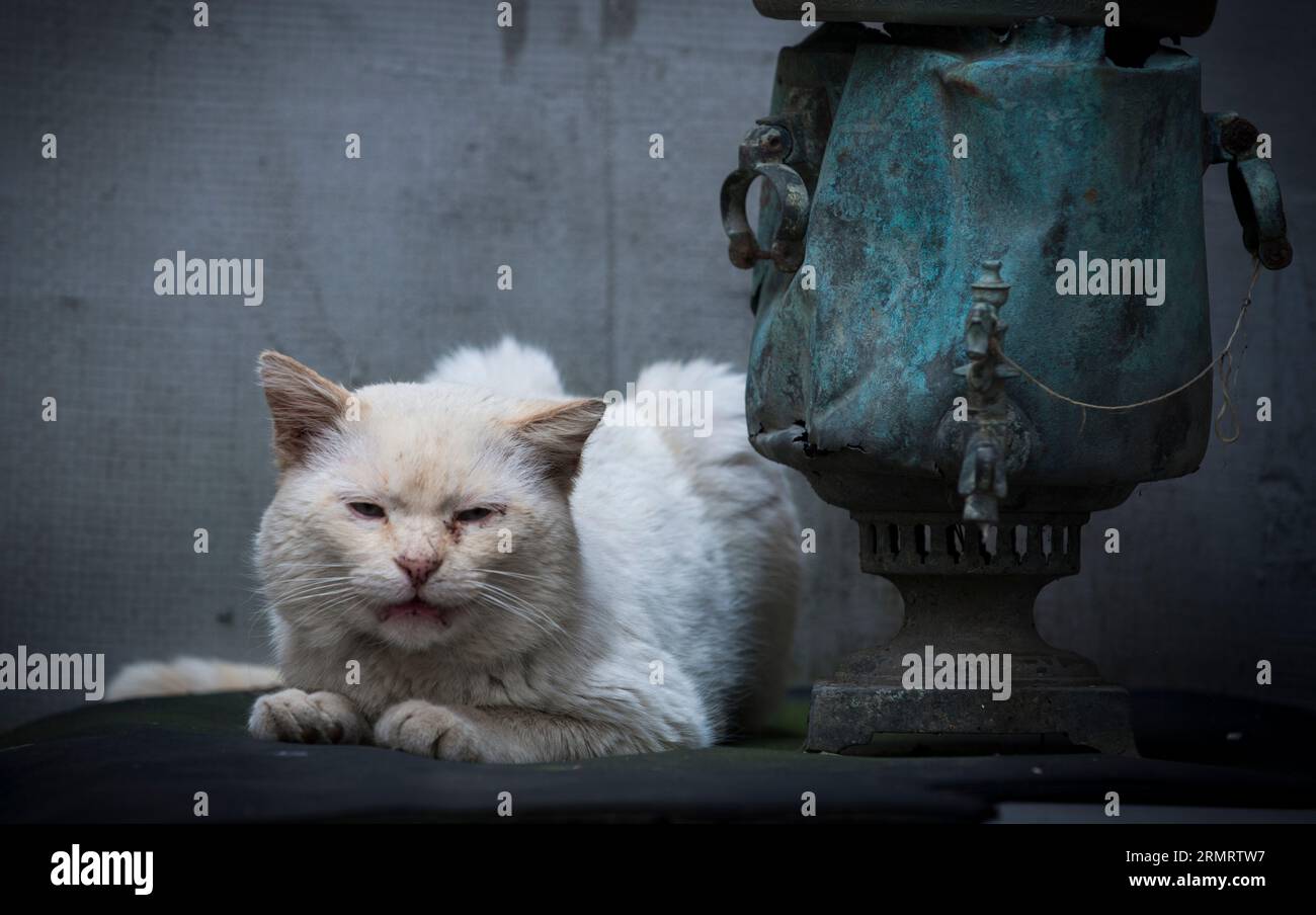 Vieux trucs- un chat blanc âgé, près d'un samovar cassé, couvert de patine Banque D'Images