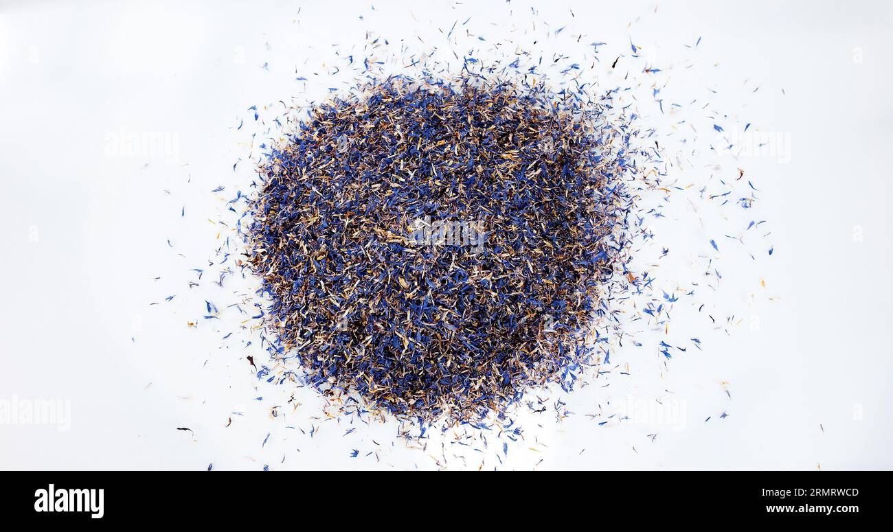 Graines de myrtille, centaurea cyanus, explosant sur fond blanc Banque D'Images