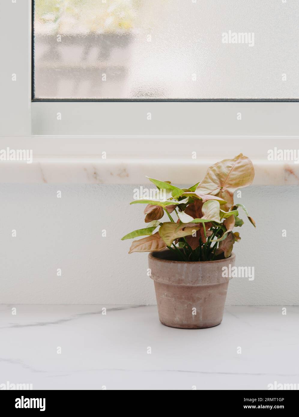 Plante d'intérieur Syngonium podophyllum avec des rayures jaunes et roses sur des feuilles vertes. Vue avant. Espace de copie Banque D'Images