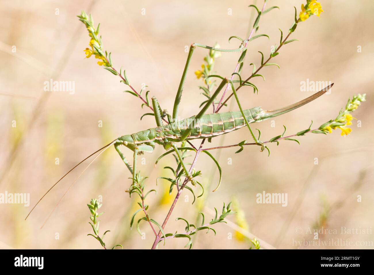 Le rare cricket de brousse prédateur (Saga pedo) de la Vallée d'Aoste, C'EST une espèce protégée en Europe. Le plus grand cricket d'Europe. Parthénogénétique. Banque D'Images
