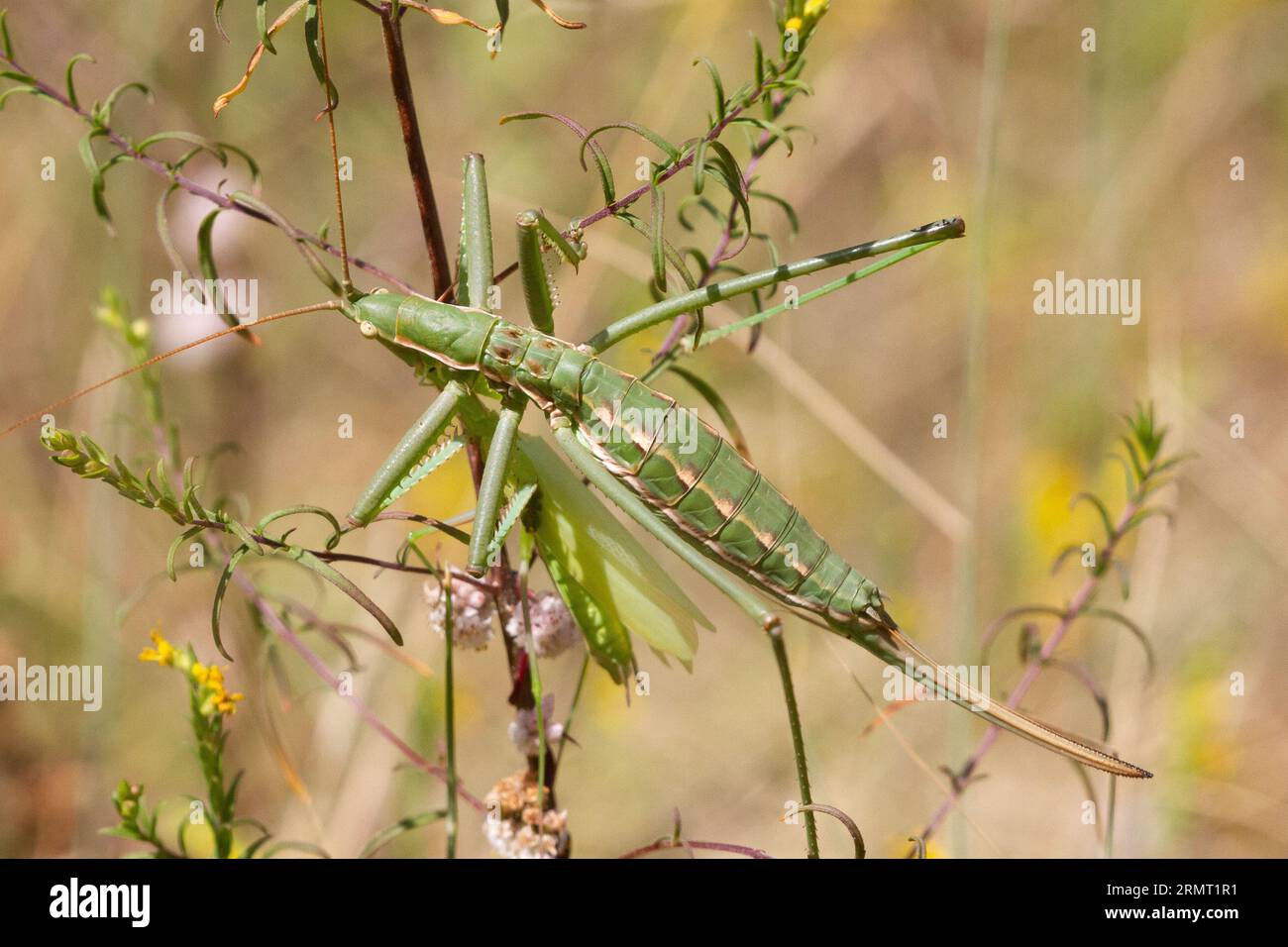 Le rare cricket de brousse prédateur (Saga pedo) de la Vallée d'Aoste, C'EST une espèce protégée en Europe. Le plus grand cricket d'Europe. Parthénogénétique. Banque D'Images
