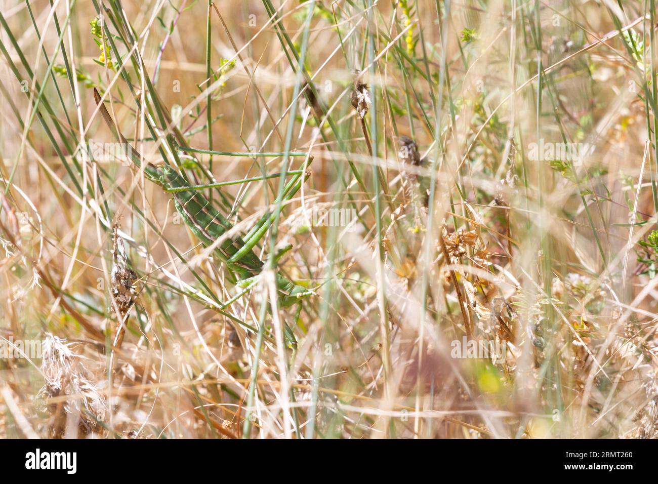 Le rare cricket de brousse prédateur (Saga pedo) de la Vallée d'Aoste, C'EST une espèce protégée en Europe. Le plus grand cricket d'Europe. Parthénogénétique. Banque D'Images