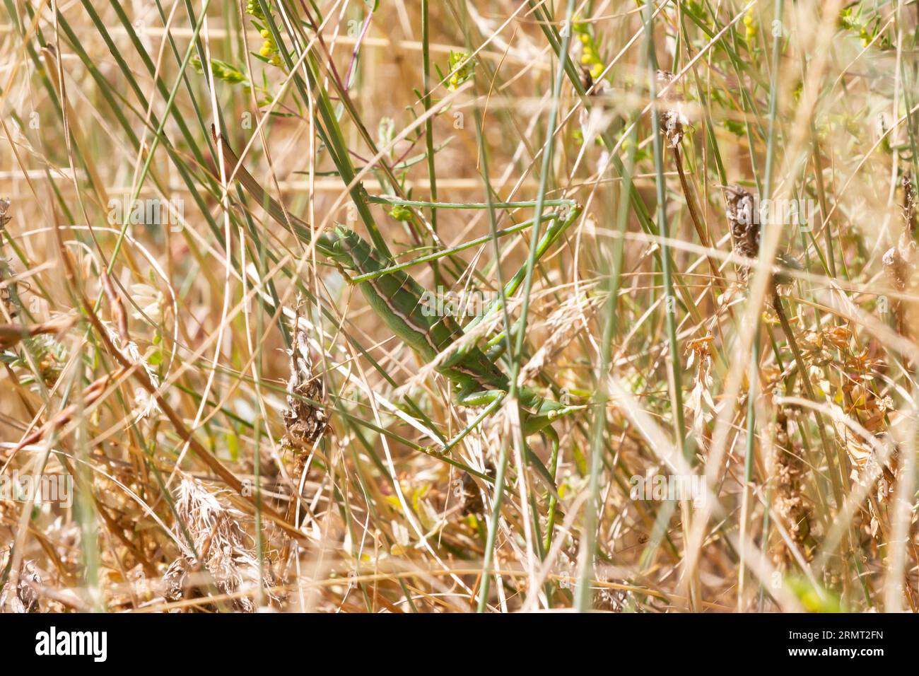 Le rare cricket de brousse prédateur (Saga pedo) de la Vallée d'Aoste, C'EST une espèce protégée en Europe. Le plus grand cricket d'Europe. Parthénogénétique. Banque D'Images