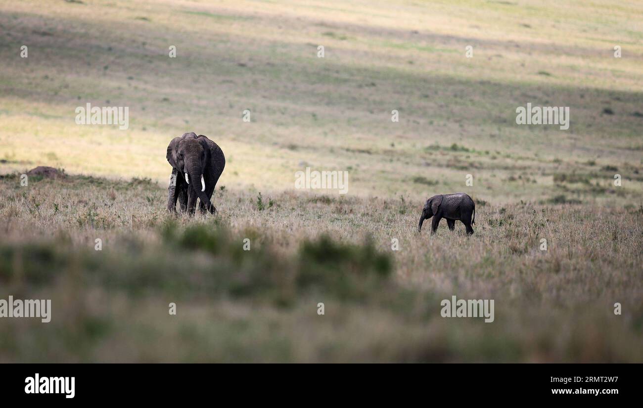 (140811) -- NAIROBI, 11 août 2014 -- une photo de dossier montre un éléphant d'Afrique et son petit ont été vus dans la réserve nationale du Maasai Mara, Kenya, le 24 novembre 2013. La Journée mondiale de l’éléphant a été lancée le 12 août 2012 pour attirer l’attention sur le sort urgent des éléphants d’Asie et d’Afrique. L'escalade du braconnage, la perte d'habitat et le conflit entre l'homme et l'éléphant sont quelques-unes des menaces qui pèsent sur les éléphants d'Afrique et d'Asie. KENYA-NAIROBI-ELEPHANT DAY MengxChenguang PUBLICATIONxNOTxINxCHN Nairobi août 11 2014 fichier photos montre à l'éléphant d'Afrique et ses petits sont des lacs dans la Réserve nationale Maasai Mara Kenya Banque D'Images