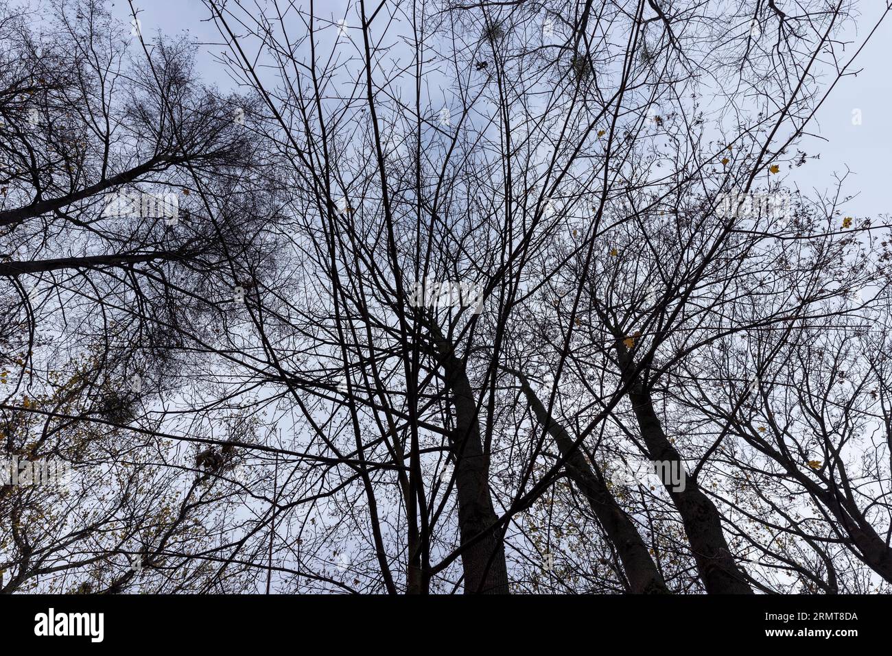 Feuillage orange terne sur les arbres en automne temps nuageux Banque D'Images