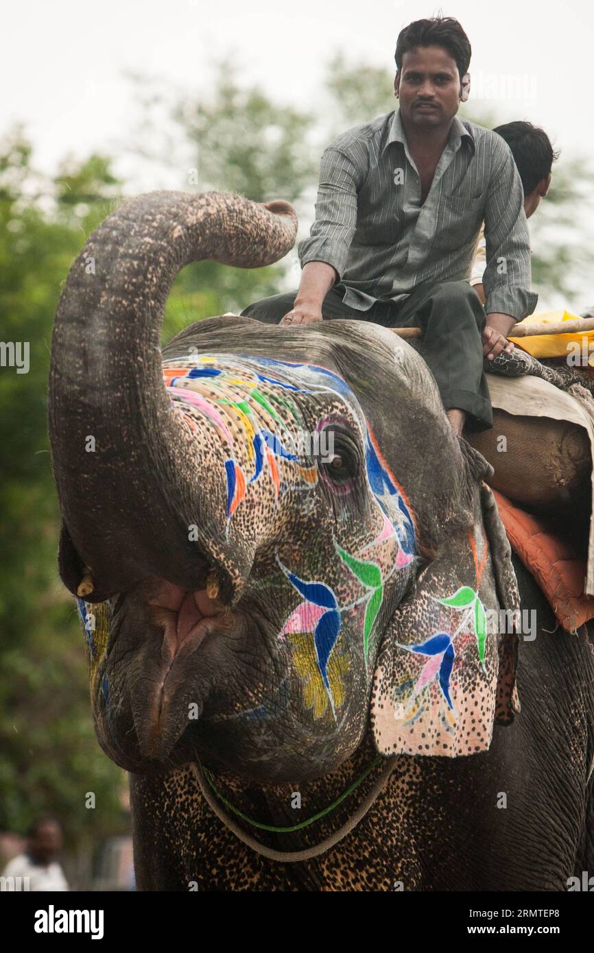 (140901) -- JAIPUR, -- les gens montent un éléphant dans une rue de Jaipur, Rajasthan en Inde, 31 août 2014. Les éléphants sont considérés comme des animaux sacrés en Inde, car ils ont été largement utilisés comme outils de transport depuis les temps anciens. Le festival Ganesh Chaturthi est célébré en Inde comme l'anniversaire du Dieu hindou Ganesha à tête d'éléphant qui est largement vénéré par les hindous comme le dieu de la sagesse, de la prospérité et de la bonne fortune. De nos jours, les éléphants en Inde sont principalement utilisés pour l'attraction touristique. ) INDE-JAIPUR-ÉLÉPHANTS ZhengxHuansong PUBLICATIONxNOTxINxCHN Jaipur célébrités Ride to Elephant in a Stree Banque D'Images