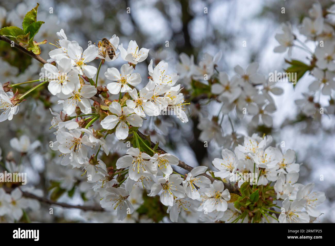 Attention sélective de belles branches de fleurs blanches de cerisier sur l'arbre sous ciel bleu, belles fleurs Sakura pendant la saison de printemps dans le parc, Banque D'Images