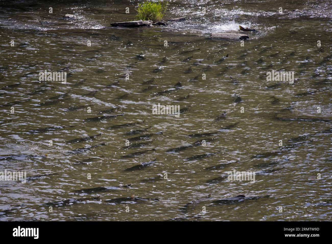 (140920) -- ONTARIO, 19 septembre 2014 -- des salmons sont observés lors de la migration dans la rivière Ganaraska à Port Hope, une municipalité du sud de l'Ontario, Canada, le 19 septembre 2014. ) (Zjy) CANADA-ONTARIO-MIGRATION DES SAUMONS ZouxZheng PUBLICATIONxNOTxINxCHN Ontario sept 19 2014 les saumons sont des lacs pendant la migration dans la rivière à Port Hope une municipalité du sud de l'Ontario Canada sept 19 2014 Canada Ontario migration des saumons PUBLICATIONxNOTxINxCHN Banque D'Images