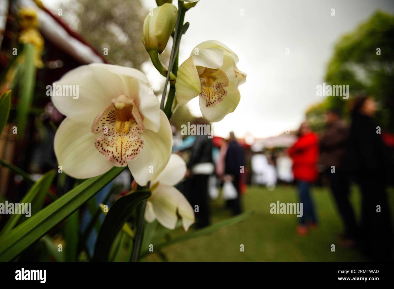 (140920) -- BOGOTA, 20 septembre 2014 -- visite de la 12e exposition nationale des orchidées à Bogota, capitale de la Colombie, le 19 septembre 2014. L'exposition aura lieu du 19 au 22 septembre. Jhon Paz) (djj) COLOMBIA-BOGOTA-ORCHID-EXPOSITION e Jhonxpaz PUBLICATIONxNOTxINxCHN Bogota Sep 20 2014 célébrités visitent la 12e exposition nationale d'orchidées à Bogota capitale de la Colombie LE 19 2014 septembre l'exposition sera héros du 19 au 22 septembre Jhon Paz Colombia Bogota Orchid exposition e PUBLICATIONxNOTxINxCHN Banque D'Images