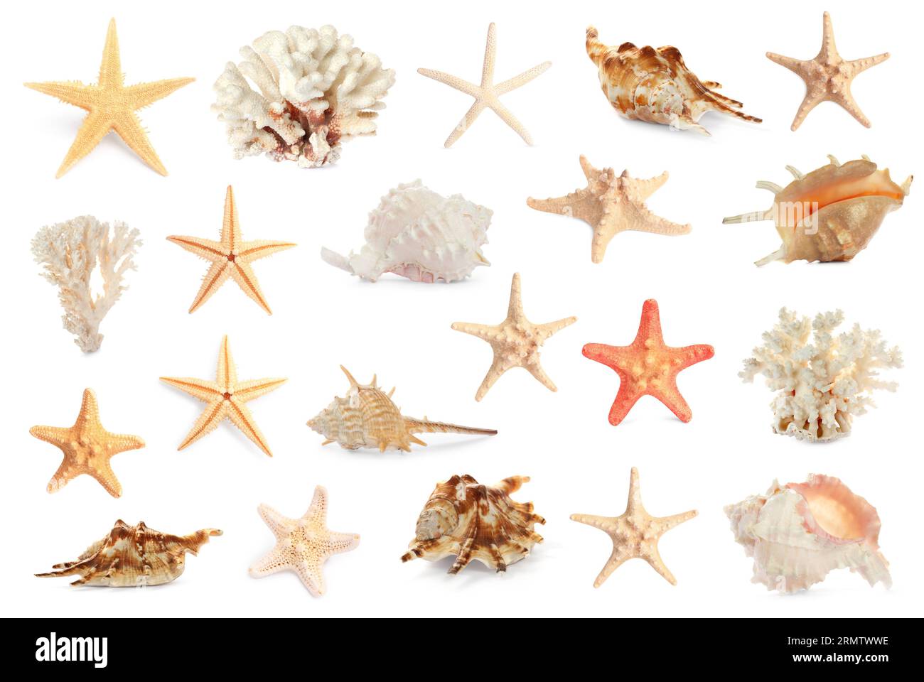 Ensemble avec des étoiles de mer, des coquillages et des coraux isolés sur blanc Banque D'Images