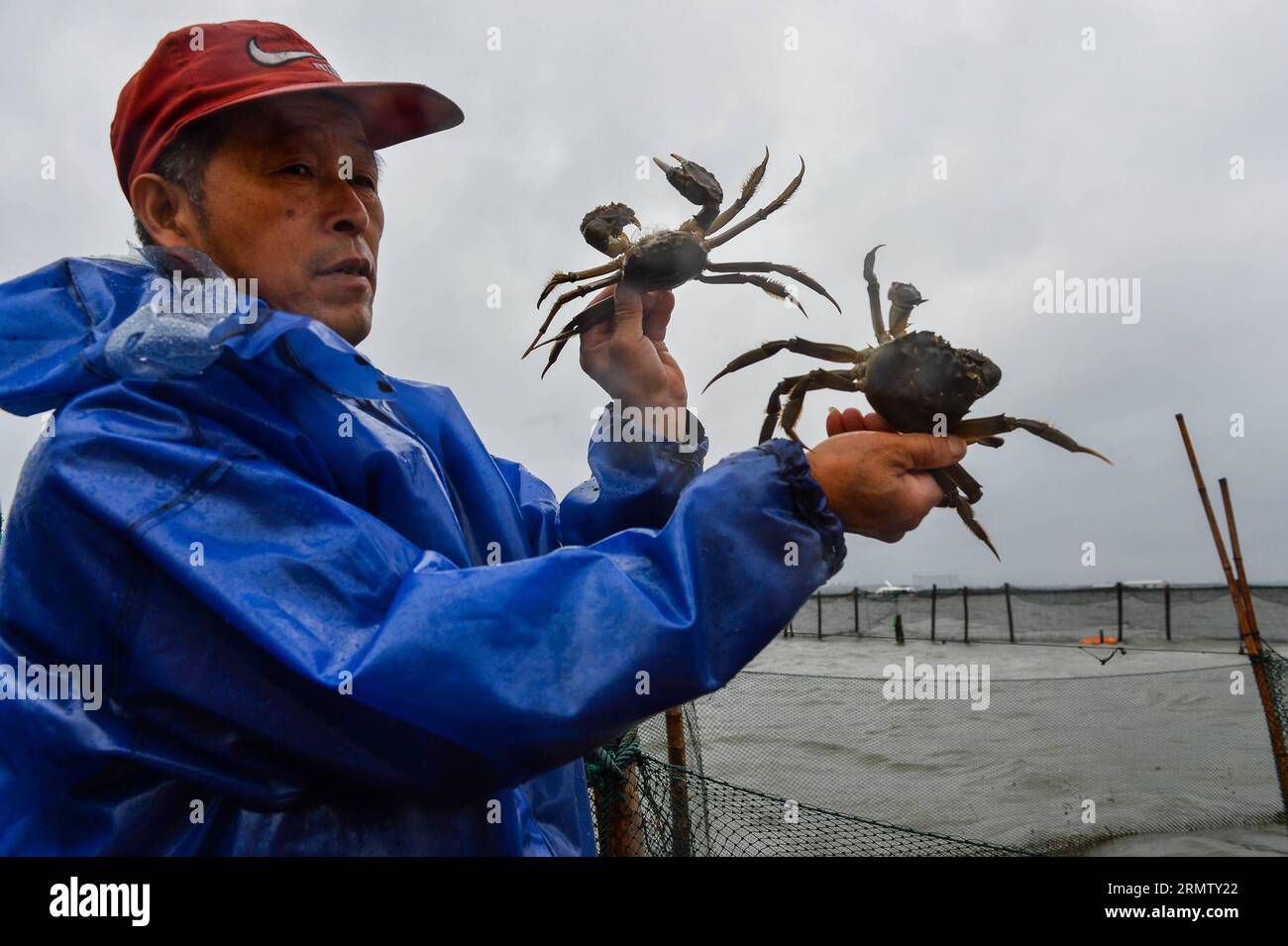 (140923) -- KUNSHAN, 23 septembre 2014 -- Un pêcheur montre des crabes chinois récoltés sur le lac Yangcheng dans la ville de Bacheng à Kunshan, province du Jiangsu, dans l'est de la Chine, le 23 septembre 2014. La saison de récolte 2014 pour le crabe moufle chinois (Eriocheir sinensis) dans le lac Yangcheng, une importante zone productrice, a débuté mardi. Aussi connu comme le grand crabe d'écluse, les crabes chinois à moufles sont favorisés par de nombreux amateurs de gourmets et se vendent bien en ligne et sur les marchés réels ) (wjq) CHINE-JIANGSU-FISHERY-YANGCHENG LAKE-PÊCHE CHINOISE AU CRABE À MOUFLES (CN) LixXiang PUBLICATIONxNOTxINxCHN Kunshan sept 23 2014 a FIS Banque D'Images