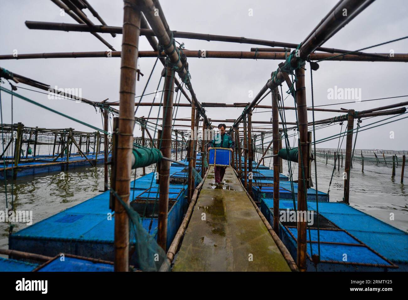 (140923) -- KUNSHAN, 23 septembre 2014 -- Un pêcheur transporte des crabes chinois récoltés sur le lac Yangcheng dans la ville de Bacheng à Kunshan, dans la province du Jiangsu, dans l'est de la Chine, le 23 septembre 2014. La saison de récolte 2014 pour le crabe moufle chinois (Eriocheir sinensis) dans le lac Yangcheng, une importante zone productrice, a débuté mardi. Aussi connu comme le grand crabe d'écluse, les crabes chinois à moufles sont favorisés par de nombreux amateurs de gourmets et se vendent bien en ligne et sur les marchés réels ) (wjq) CHINA-JIANGSU-FISHERY-YANGCHENG LAKE-CHINESE MITTEN CRABE-MOISSON (CN) LixXiang PUBLICATIONxNOTxINxCHN Kunshan sept 23 2014 a F Banque D'Images