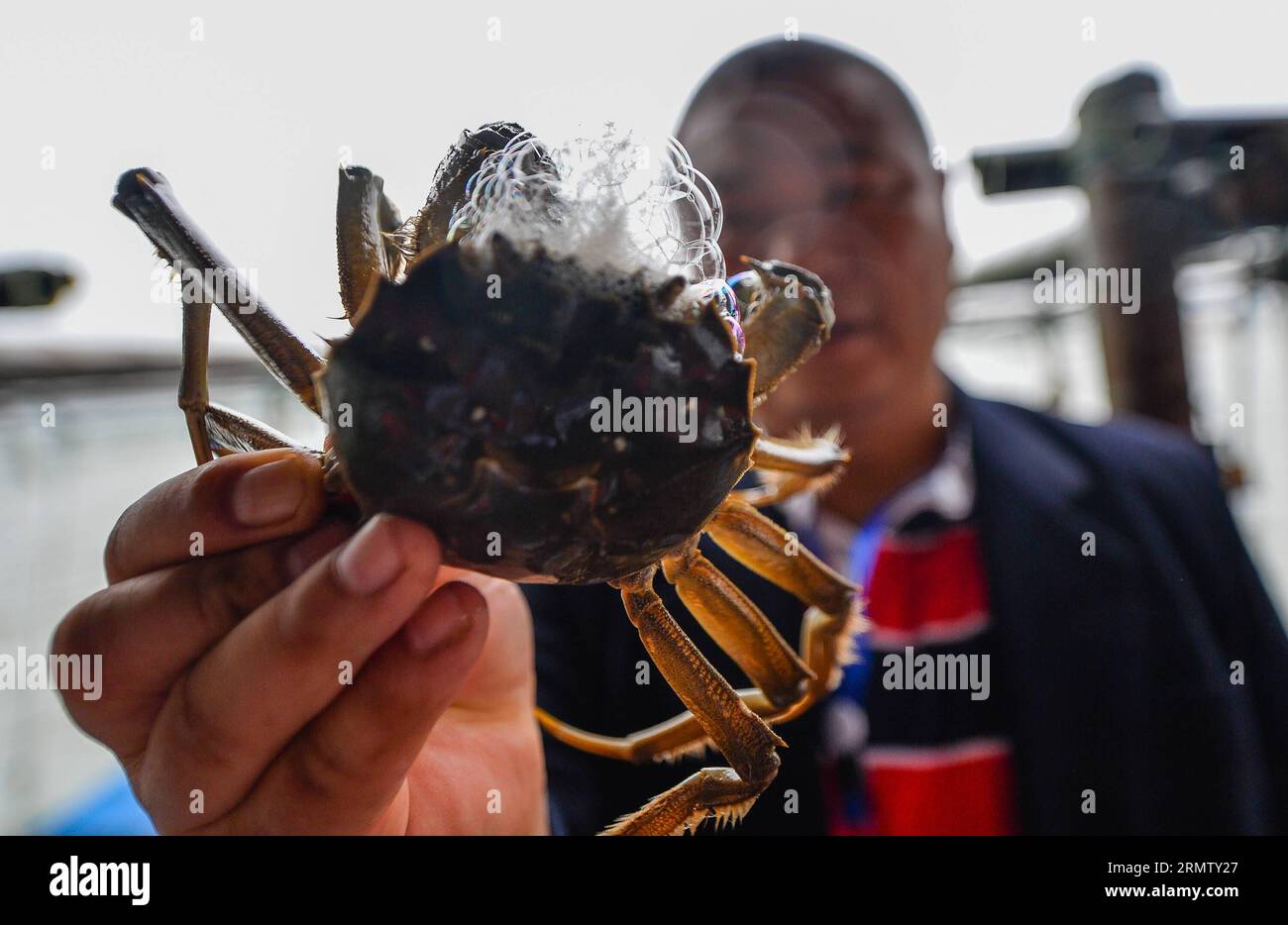 (140923) -- KUNSHAN, 23 septembre 2014 -- Un pêcheur montre un crabe chinois à moufles sur le lac Yangcheng dans la ville de Bacheng à Kunshan, dans la province du Jiangsu, dans l'est de la Chine, le 23 septembre 2014. La saison de récolte 2014 pour le crabe moufle chinois (Eriocheir sinensis) dans le lac Yangcheng, une importante zone productrice, a débuté mardi. Aussi connu comme le grand crabe d'écluse, les crabes chinois à moufles sont favorisés par de nombreux amateurs de gourmets et se vendent bien en ligne et sur les marchés réels ) (wjq) CHINE-JIANGSU-FISHERY-LAC YANGCHENG-PÊCHE CHINOISE CRABE À MOUFLES (CN) LixXiang PUBLICATIONxNOTxINxCHN Kunshan sept 23 2014 a Fishe Banque D'Images