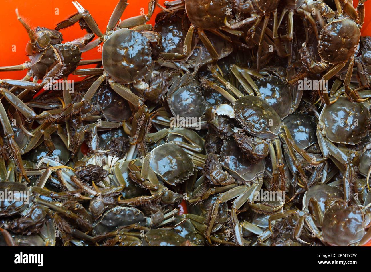 (140923) -- KUNSHAN, 23 septembre 2014 --la photo prise le 23 septembre 2014 montre des crabes chinois à moufles récoltés dans le lac Yangcheng dans la ville de Bacheng à Kunshan, dans la province de Jiangsu, dans l est de la Chine. La saison de récolte 2014 pour le crabe moufle chinois (Eriocheir sinensis) dans le lac Yangcheng, une importante zone productrice, a débuté mardi. Aussi connu comme le grand crabe d'écluse, les crabes chinois à moufles sont favorisés par de nombreux amateurs de gourmets et se vendent bien en ligne et sur les marchés réels ) (wjq) CHINE-JIANGSU-FISHERY-YANGCHENG LAC-PÊCHE CHINOIS-RÉCOLTE DE MOUFLES (CN) LixXiang PUBLICATIONxNOTxINxCHN Kunshan sept 23 2014 Ph Banque D'Images