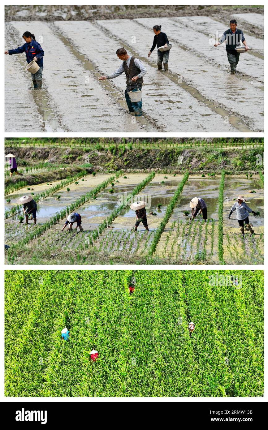 (230830) -- CENGONG, 30 août 2023 (Xinhua) -- cette photo combinée (de haut en bas) montre des villageois plantant des graines le 7 avril 2023, replantant des plants de riz le 29 mai 2023 et pollinisant manuellement du riz hybride le 1 août, 2023 dans la base de reproduction de semences de riz hybride de Chen Liangdong dans le village de Xinchang de Qiandongnan Miao et la préfecture autonome de Dong, dans la province du Guizhou, au sud-ouest de la Chine. À l'arrivée de l'automne, les rizières deviennent dorées. Chen Liangdong a invité une équipe de récolte professionnelle de la province du Henan à récolter les semences de riz hybride sur sa ferme. En regardant les graines de riz abondantes, Banque D'Images