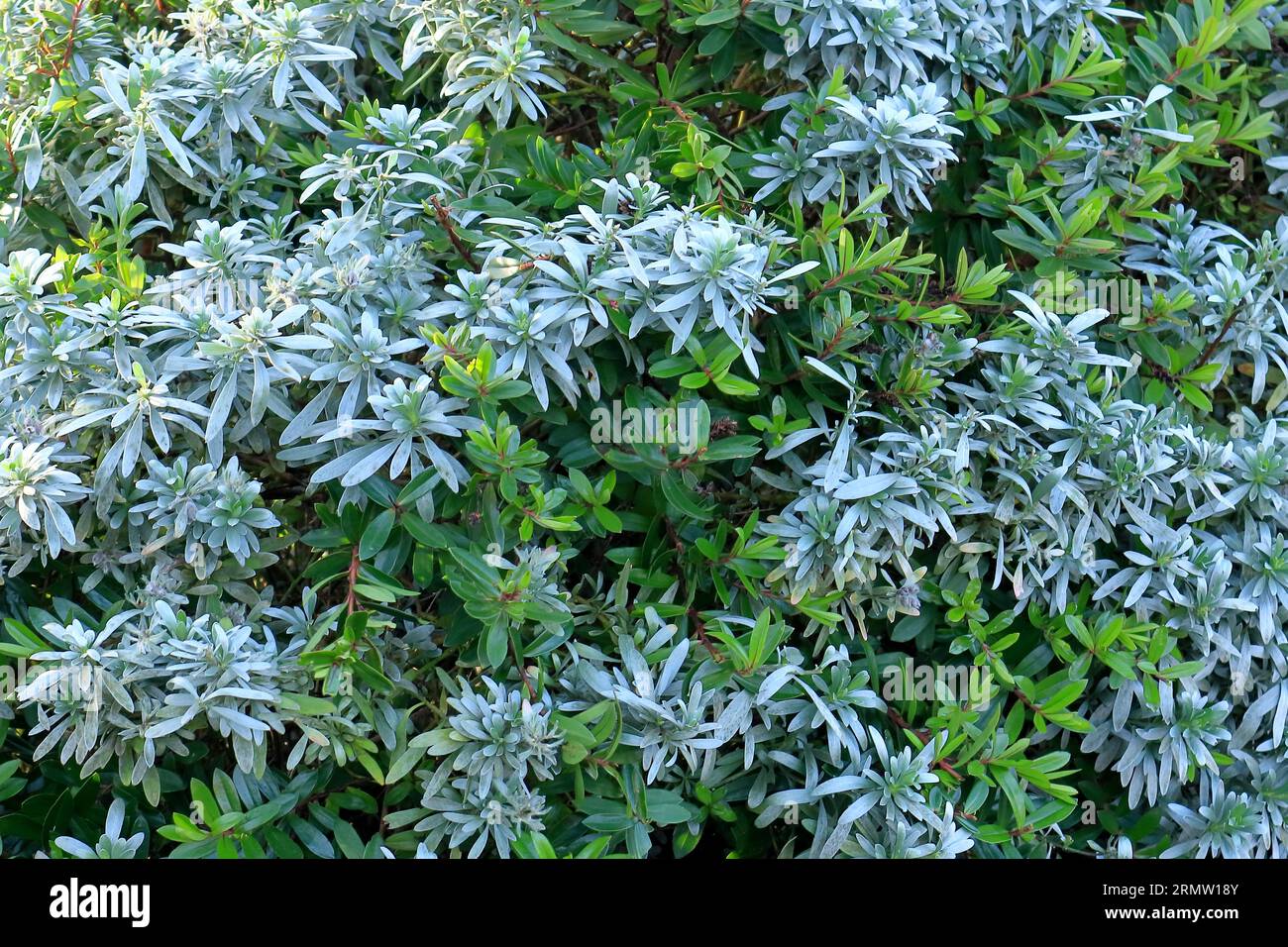 Sauge blanche poussant sauvage en hiver. Gros arbuste, gros plan. Banque D'Images