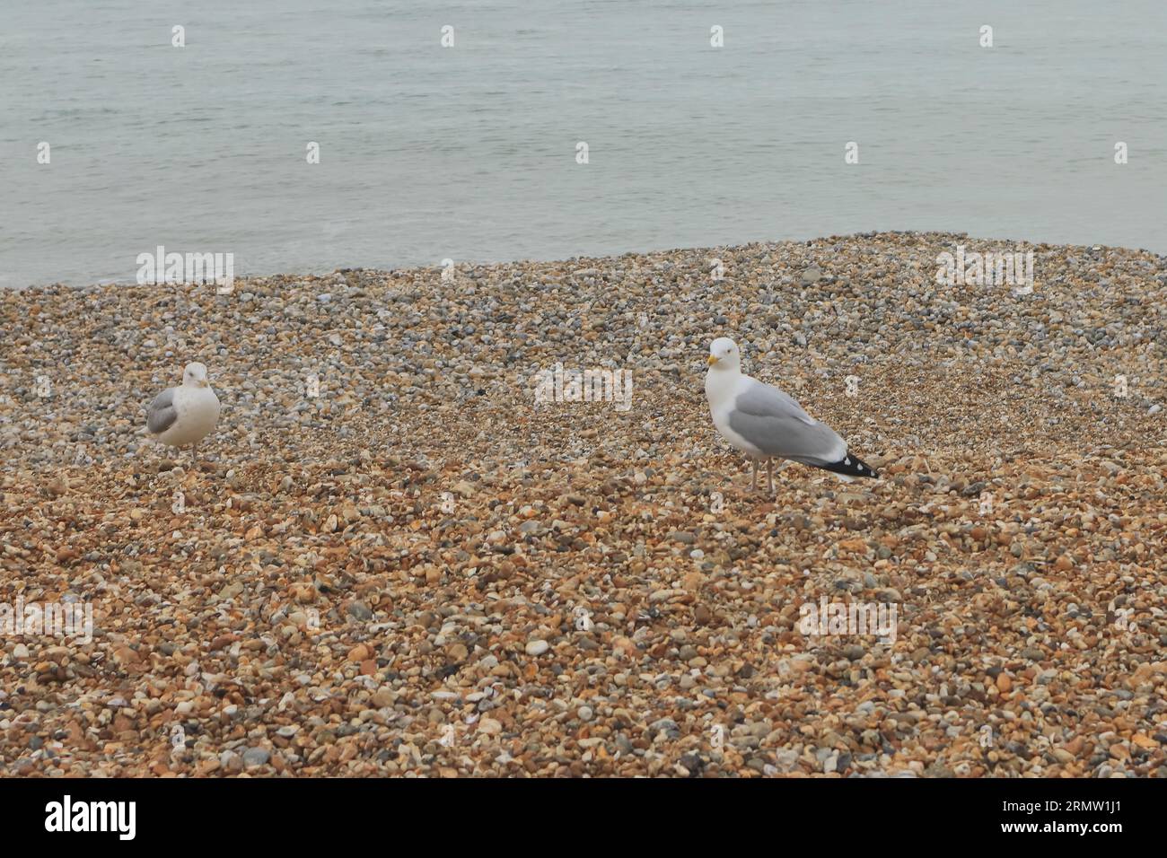 Deux mouettes sur la plage de Bognor Regis, West Sussex. Banque D'Images