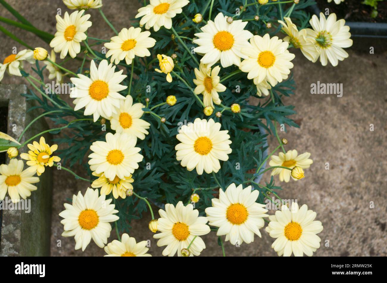 marguerites marguerite jaune marguerites de Paris Argyranthemum frutescens Banque D'Images