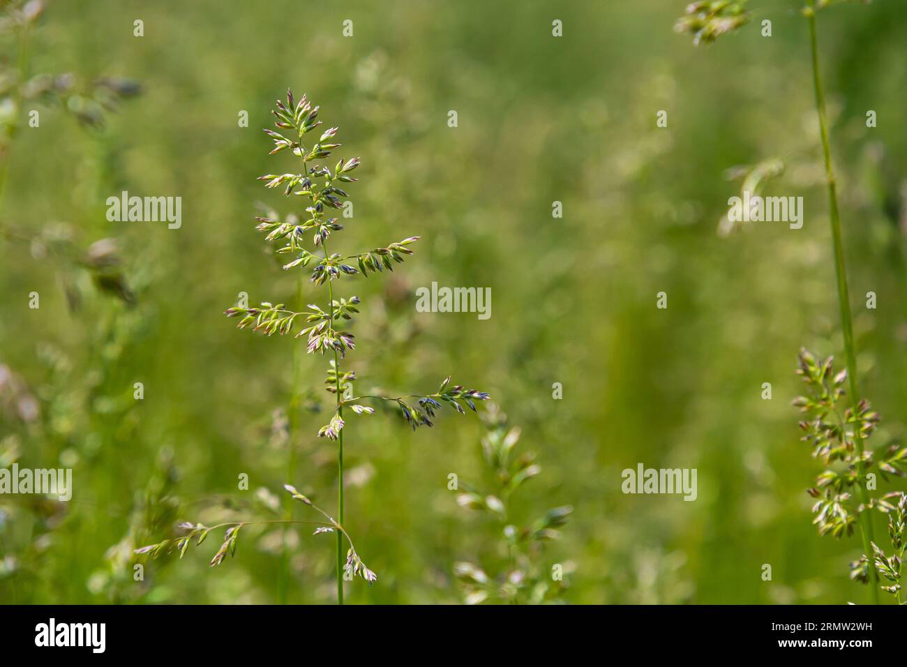 Prairie d'herbe de prairie avec les sommets des panicules de stèle. Poa pratensis herbe verte de prairie européenne. Banque D'Images