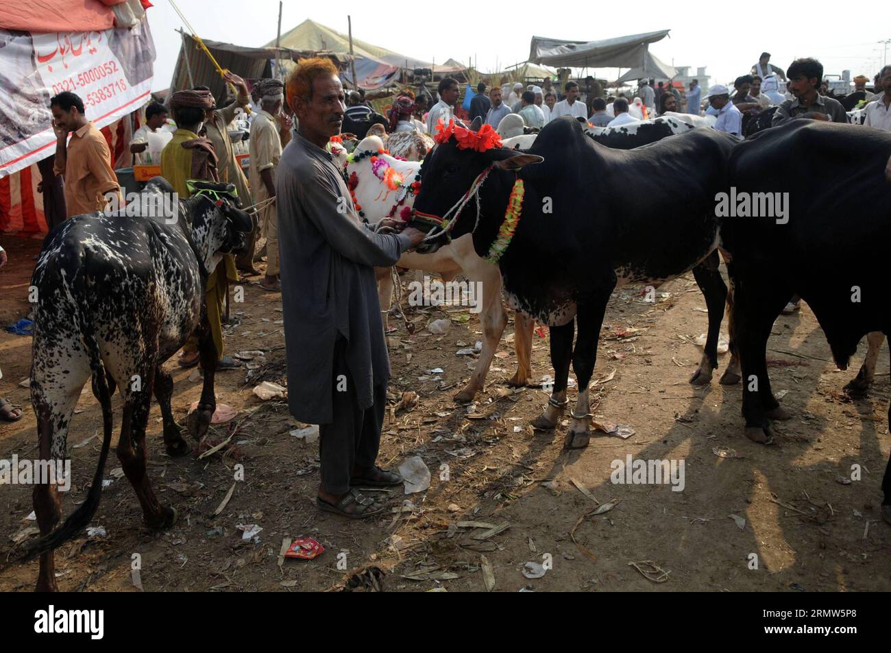 Les gens achètent des animaux sacrificiels sur un marché pour le festival de l’Aïd al-Adha, à Islamabad, capitale du Pakistan, le 5 octobre 2014. Aïd al-Adha, ou fête du sacrifice, qui marque la fin du pèlerinage du Hadj à la Mecque et commémore la disponibilité du Prophète Abraham à sacrifier son fils pour montrer l'obéissance à Dieu. PAKISTAN-ISLAMABAD-EID-AL-ADHA AhmadxKamal PUBLICATIONxNOTxINxCHN célébrités Achetez des animaux sacrificiels À un marché pour le festival Oath Al Adha à Islamabad capitale du Pakistan SUR OCT 5 2014 serment Al Adha ou Fête du sacrifice qui marque la fin du pèlerinage du Hajj à la Mecque et Prophète Abraham S. Banque D'Images