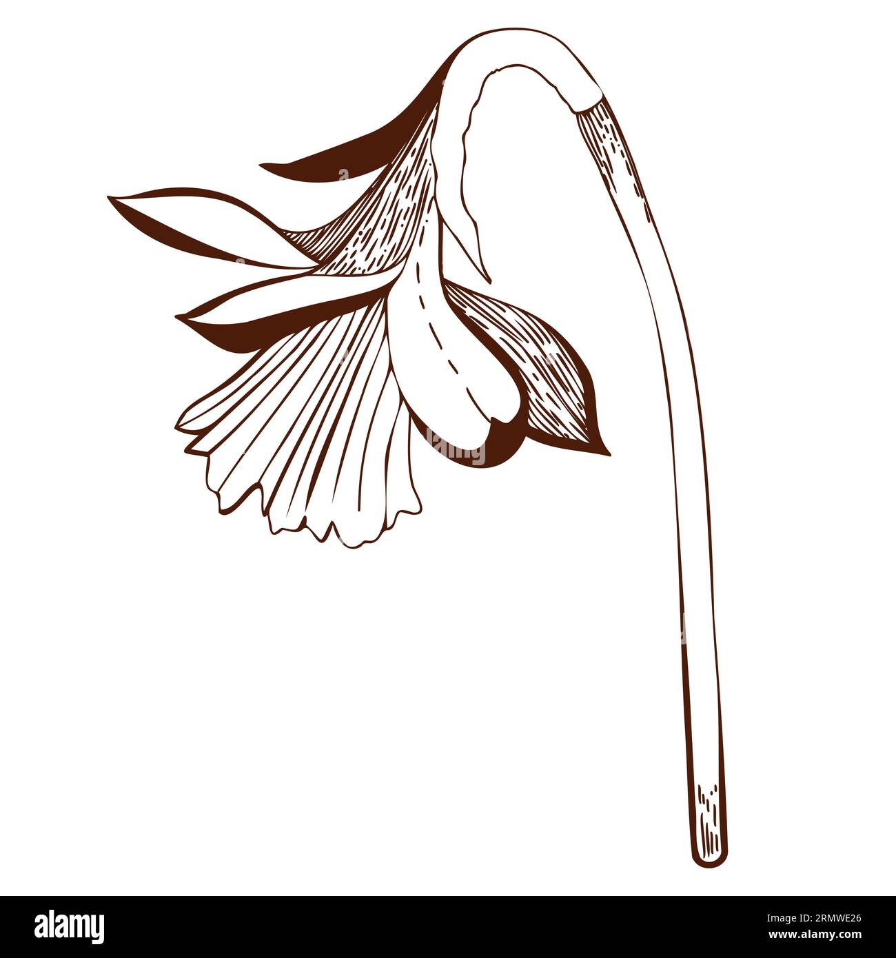 Illustration vectorielle. Fleur de Narcisse dessinée sur un comprimé en brun foncé sur un fond blanc. Pour la conception de cartes postales, invitations, pour la conception Illustration de Vecteur
