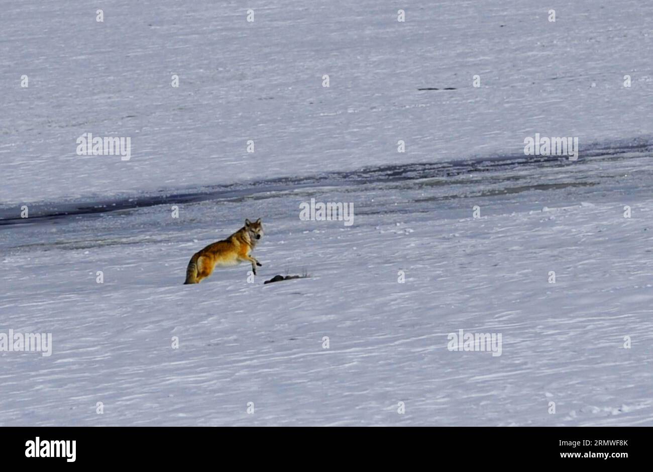 PRÉFECTURE D'ALI 2014 -- Un loup est vu sur une prairie couverte de neige dans le comté de Burang de la préfecture d'Ali dans la région autonome du Tibet du sud-ouest de la Chine, 24 octobre 2014. La population sauvage de la préfecture d'Ali a augmenté, la Chine faisant de plus en plus d'efforts pour freiner la chasse illégale dans les réserves naturelles du pays. La préfecture d'Ali, qui est l'une des régions les plus reculées de la région autonome du Tibet, abrite 19 espèces rares et menacées, dont l'antilope tibétaine et le léopard des neiges. (lmm) CHINA-TIBET-ALI-WILDLIFE-PROTECTION (CN) WenxTao PUBLICATIONxNOTxINxCHN Ali Prefecture 2014 a Wolf IS Lakes Banque D'Images