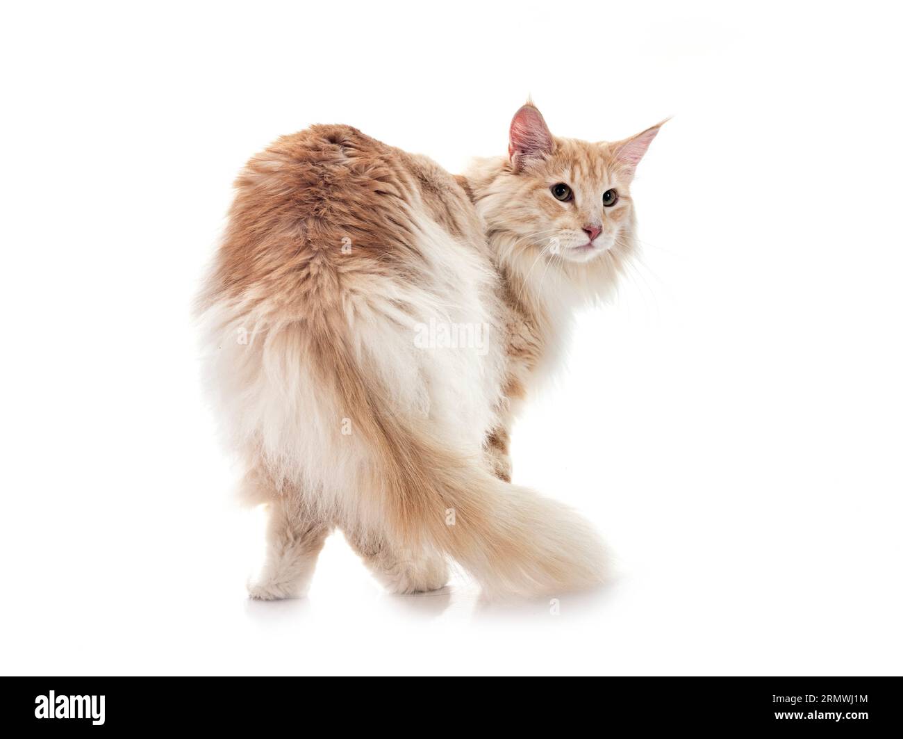 Norwegian Forest Cat devant un fond blanc Banque D'Images