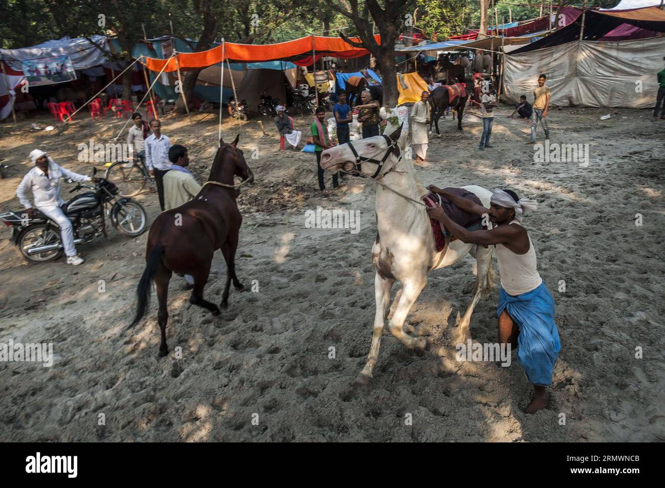 (141105) -- PATNA, 5 novembre 2014 -- les commerçants indiens de bétail préparent des chevaux à vendre à la foire annuelle du bétail Sonepur, à quelque 25 km de Patna, en Inde, le 5 novembre 2014. La foire se tient sur la confluence du Gange et du Gandak.) INDIA-PATNA-BATTLE FAIR TumpaxMondal PUBLICATIONxNOTxINxCHN Patna nov. 5 2014 les commerçants indiens de bovins préparent des chevaux à vendre À la foire annuelle Sonepur Cattle Fair à environ 25 km de Patna Inde nov. 5 2014 la foire EST Hero À la confluence du fleuve Gange et de l'Inde Patna Cattle Fair PUBLICATIONxNOTxINxCHN Banque D'Images