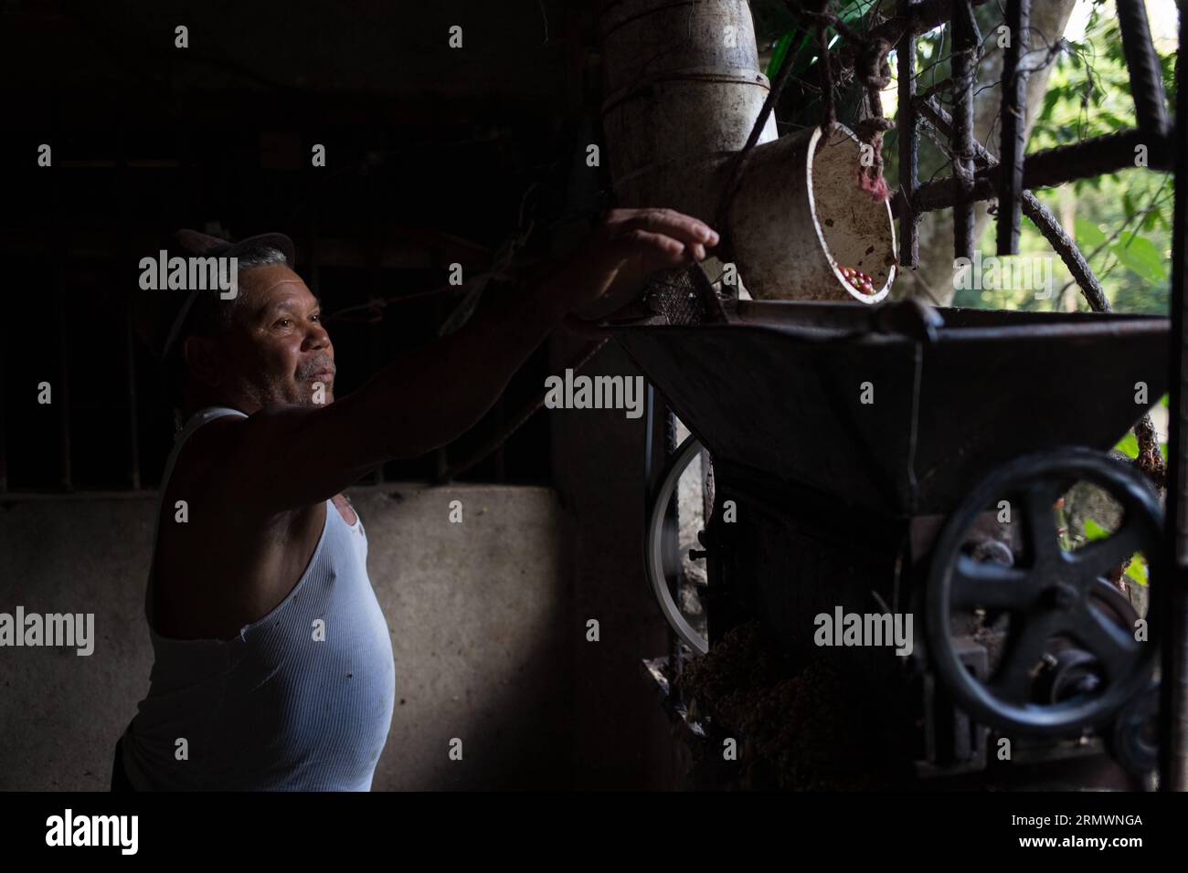 (141106) -- SAN CRISTOBAL, -- une image prise le 29 octobre 2014 montre un ouvrier journalier pulpant des grains de café dans une ferme biologique gérée par l'Association des producteurs de café la Esperanza (ASOCAES, pour son acronyme en espagnol) de la municipalité de Los Cacaos, à San Cristobal, en République dominicaine. La vie de 10 pour cent de la population dominicaine tourne autour de la production de café. Fran Afonso) RÉPUBLIQUE DOMINICAINE-SAN CRISTOBAL-AGRICULTURE-COFFEE e FRANxAFONSO PUBLICATIONxNOTxINxCHN San Cristobal image prise LE 29 2014 octobre montre un ouvrier de jour grains de café À la ferme biologique gérée par la Esperanza Association of Banque D'Images